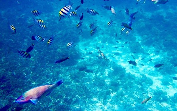 snorkeling-philippines